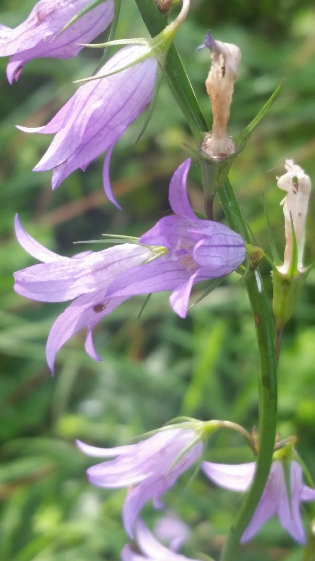 Gladiolo?no, Campanula rapunculus